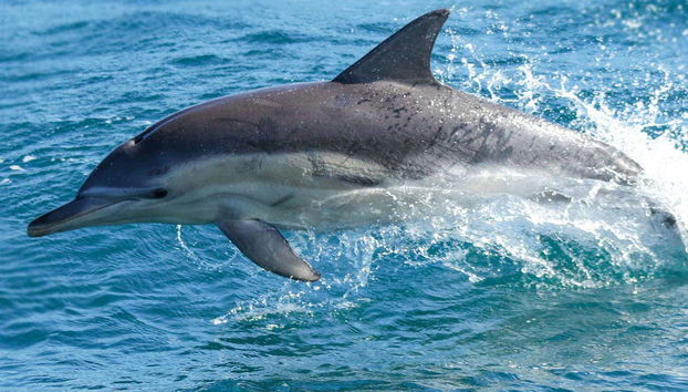 Phillip Island Cruise - Foto 5