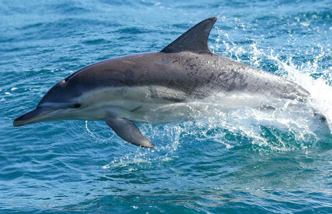 Paseo en barco por la Isla Phillip - Foto 5