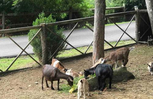 Barn Vibes + Petting Zoo + Hot Tub! - Foto 18