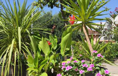 Volin Orebic - Photo 16