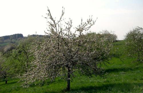 Ferienwohnung Kuhn - Foto 19