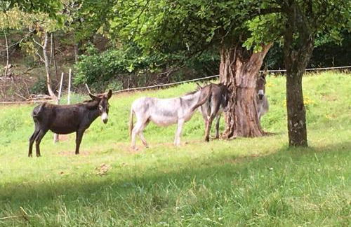 Le Domaine du Fayé - Foto 26
