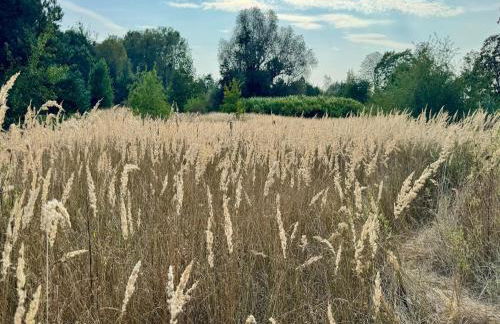 Ferienhaus im Van der Valk Resort in Linstow - Foto 23