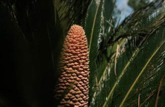 Prinsotel La Caleta - Foto 45