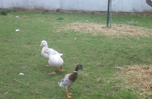 Ferienhof Oberle - Foto 30