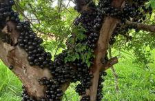 Villa de Assis Suítes - Foto 74