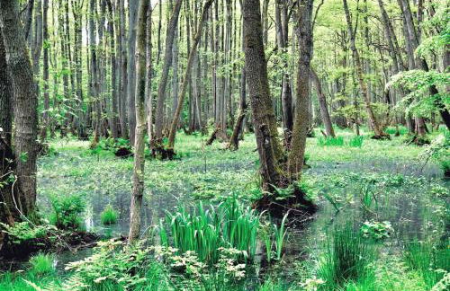 Zur Alten Boddenfischerei Ferienwohnung HeideZauber - Foto 19
