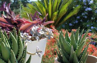 I due carrubi - Foto 24