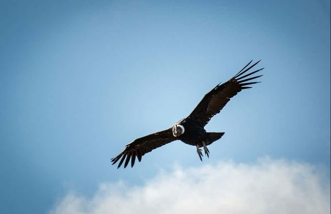 Randonnée à la Sierra Baguales - Photo 5