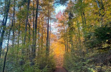 Malowany Las - Foto 30