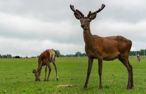 Zagroda Nad Kotelnią - Foto 64