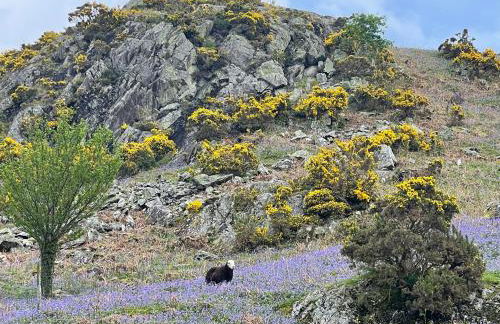 Robinsons Cottage, central and quiet - Foto 36