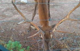 La Isabelita - Foto 37