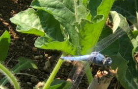 Casale Kintsugi - Foto 42