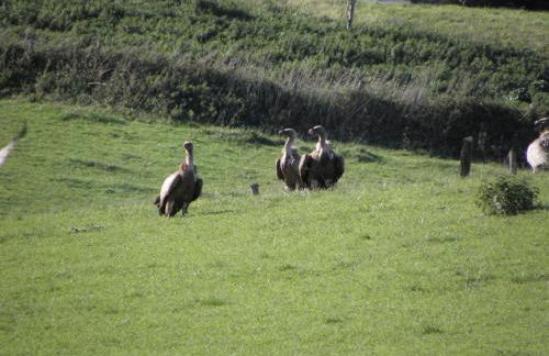 Pena plata - Foto 22