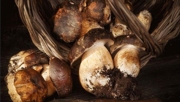 Separando os cogumelos coletados durante a atividade