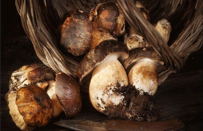 Colheita de cogumelos em Alajar - Foto 4