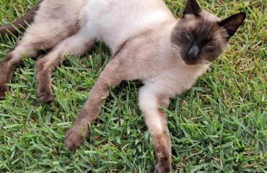 Sol Lua Apt - Foto 27