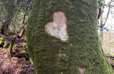 Gîtes du Gohic - Le Cidre - Foto 43