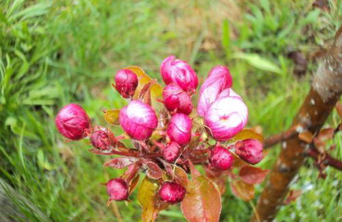 Gästehaus Fischer - Foto 13