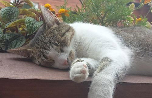 Orzechowy domek - Foto 27