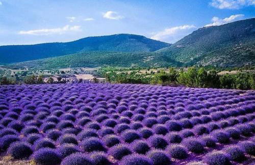 La Salamandre de l Olivier - le Mimosa - Foto 32