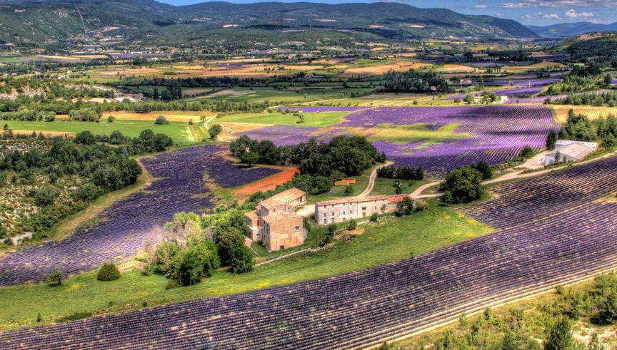 Excursion dans les champs de lavande du Luberon