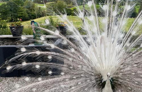 Treeside woodhouse - Foto 10