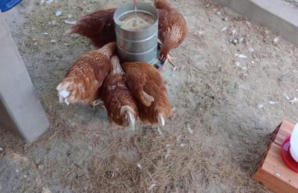 Biju's Little Farm - Foto 27