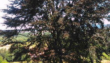 Bungalow am Werratal Radwanderweg - Foto 3, Garden