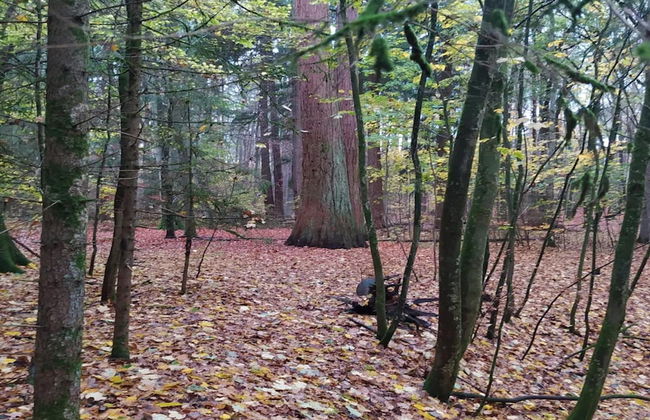 Chalet in Wendorf - Foto 23