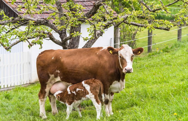Chalet in Sankt Andra Near Koralpe Ski Area - Foto 36