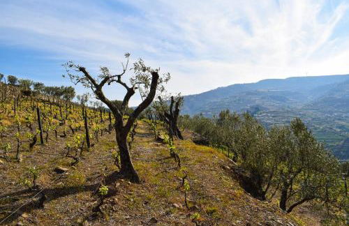 Quinta dos Padrinhos - Suites in the Heart of the Douro - Foto 48