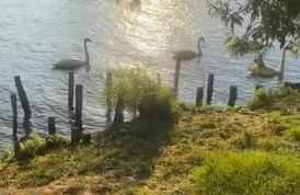 Alfortville Jolie cocon - Foto 6