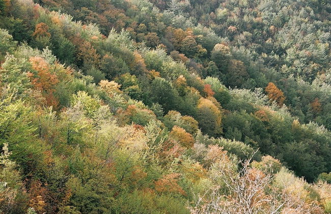 Bio Agriturismo La Cerqua - Foto 77