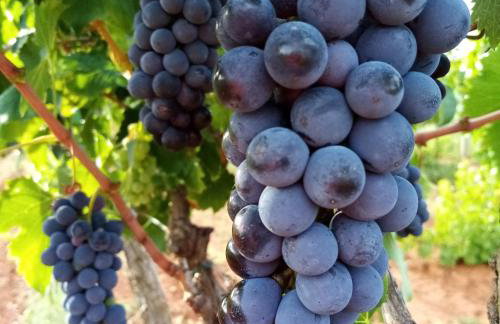 House Nada apartman - Foto 32