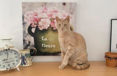 sunny attic apartment - Foto 24