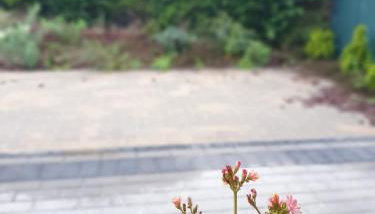 Apartament Podmiejska Stargard - Foto 4, Garden