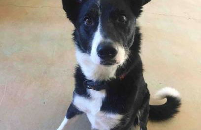 Pacific Coast Highway Milkhouse - Foto 46