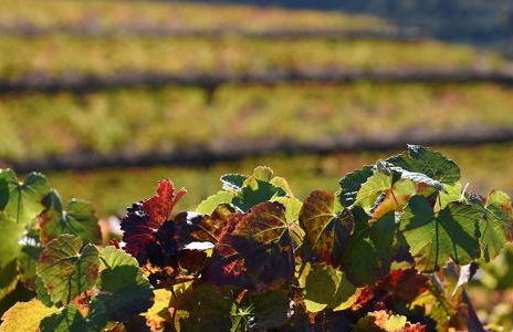 Casa de Campo - Vila Boa - Foto 19