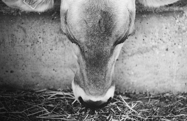 Relais Ormesani - Foto 46