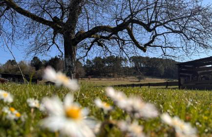 EifelChalet Niederehe - Foto 6