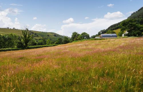 Barcud Coch - Uk44539 - Foto 28