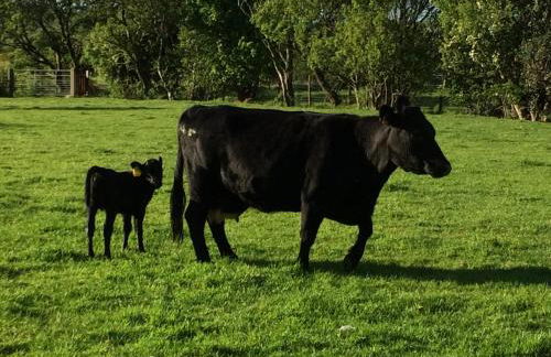 GlenHaven Holiday Accommodation - Foto 48