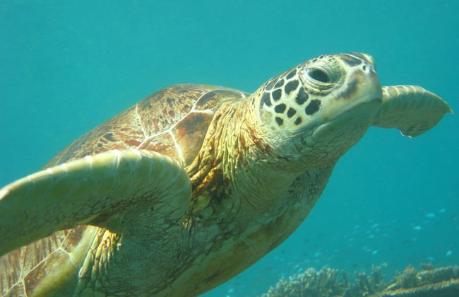 Sipadan Inn Service Apartments Semporna - Foto 32