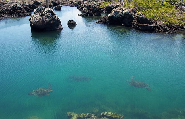 Tintoreras-Bucht-Tour - Foto 1