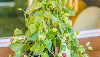 Rainforest Tiny Home Retreat Enchanted - Foto 3