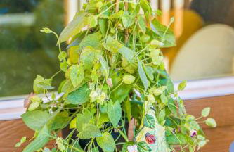 Rainforest Tiny Home Retreat Enchanted - Foto 3