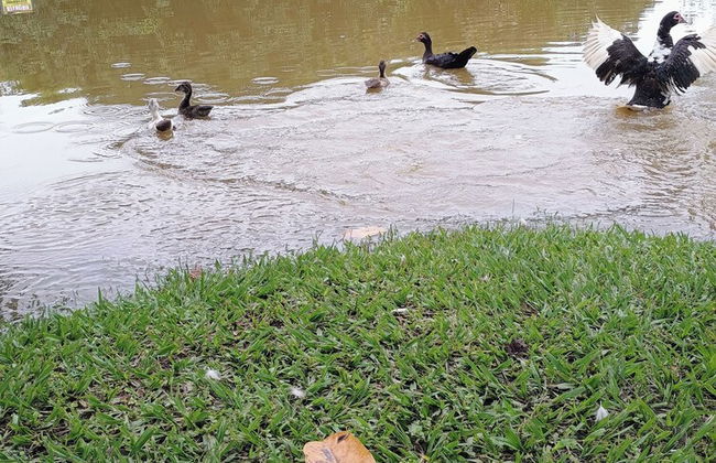 Hotel Fazenda Aguas VIvas - Foto 37