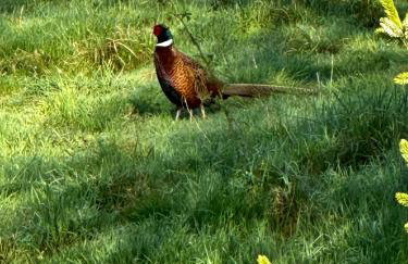 Black Deer - z Sauną na Tarasie, Jacuzzi i Widokiem na Góry - by Deer Hills Luxury Apartments - Foto 47